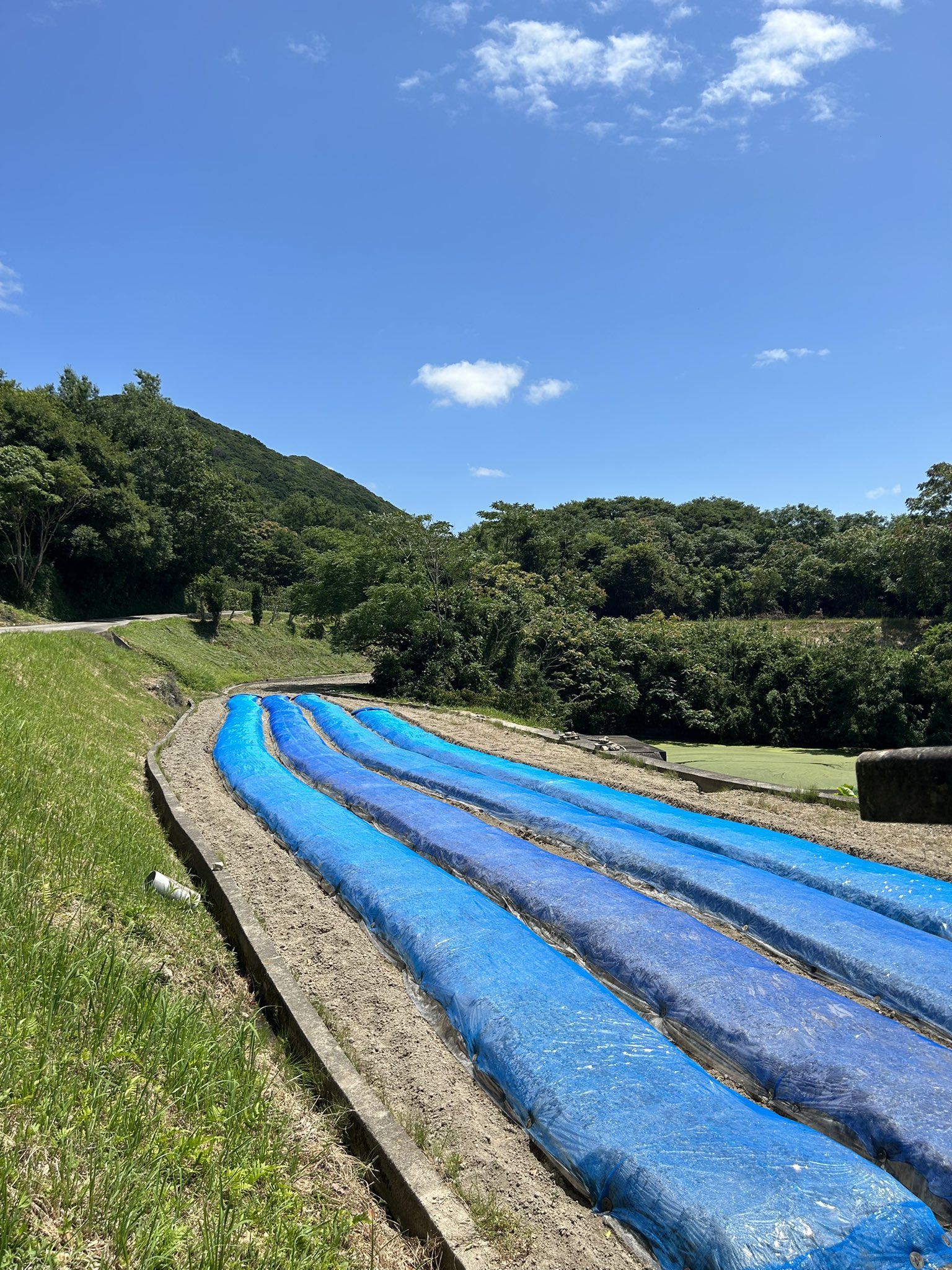 玉ねぎ画像