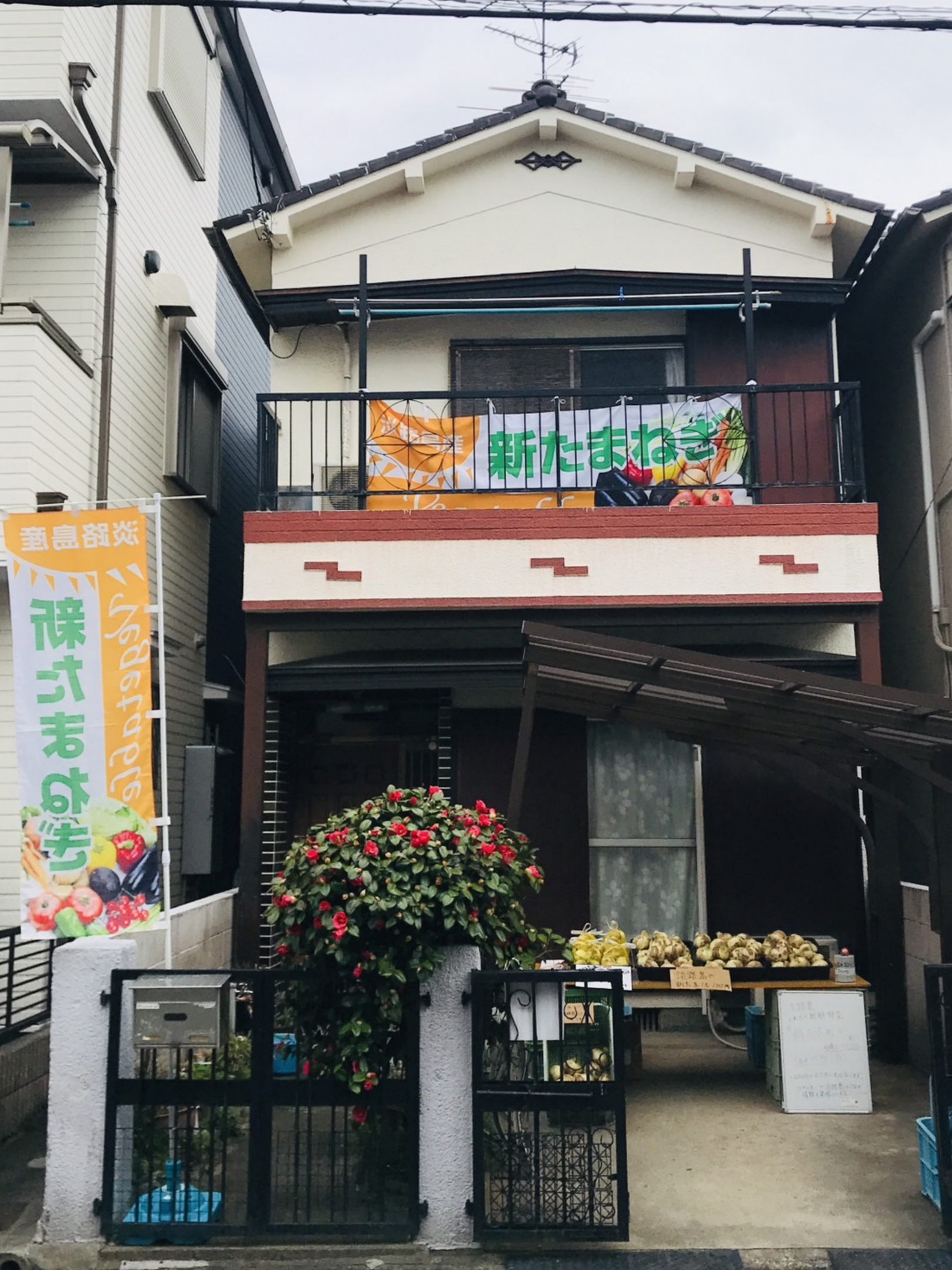 玉ねぎ画像