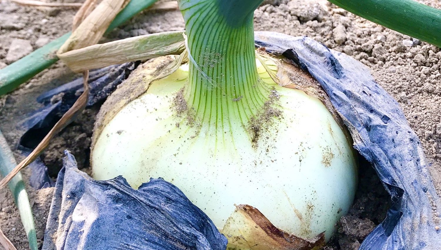 メイン画像4
